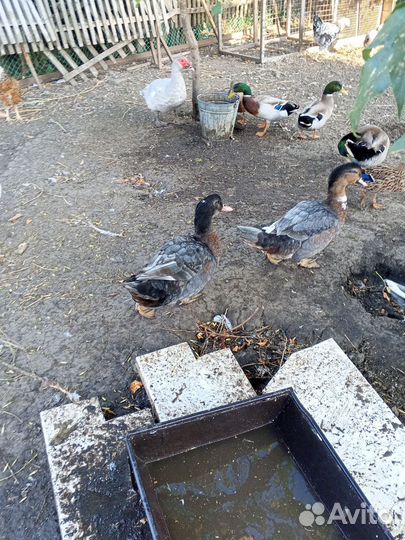 Утки муларды