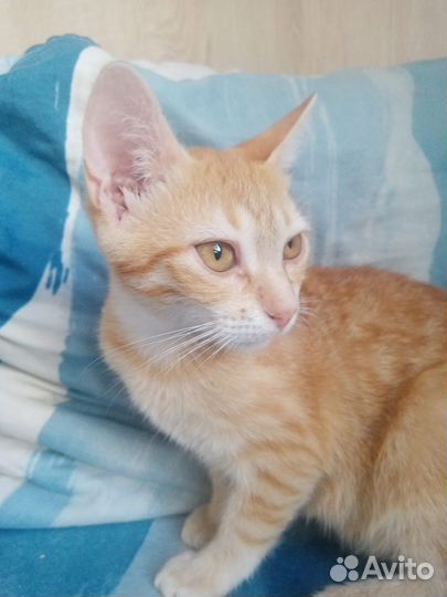 Рыжий котенок в добрые руки