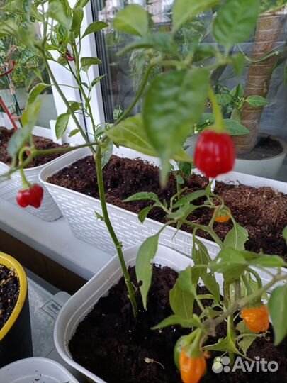 Семена острого перца