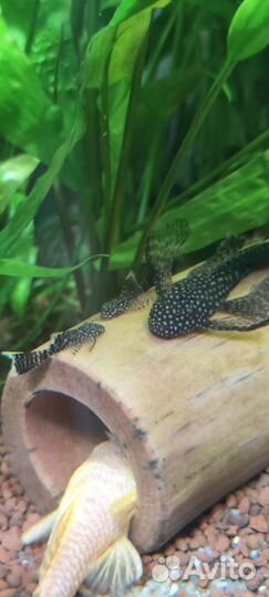 Сомики анциструсы вуалевые