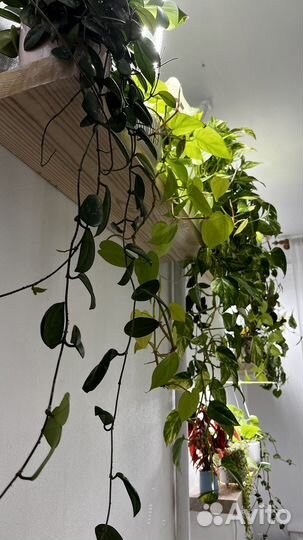 Растения на срез