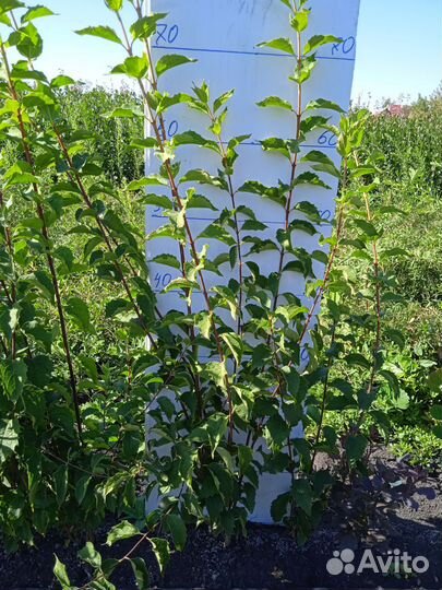 Саженцы спиреи окс