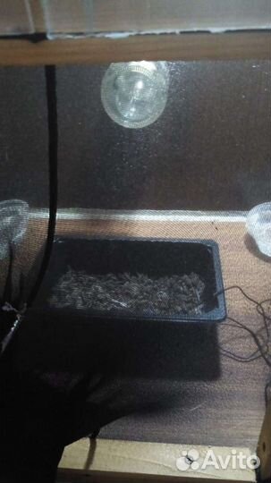 Опарыш для рыбалки, на корм - бутылка 1.5 литра