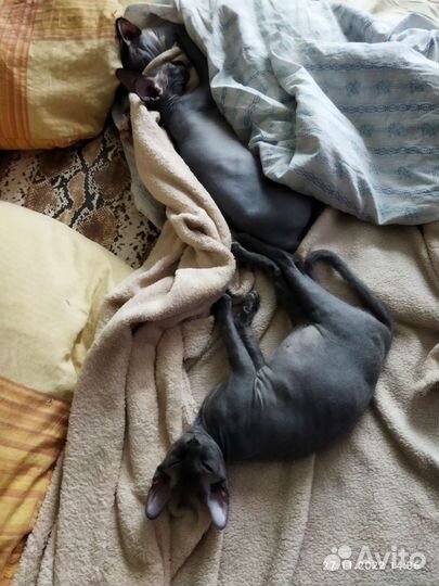 Котята сфинксинята