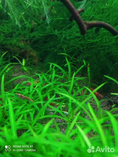 Криптокорина, эхинодорус мини, мох и др