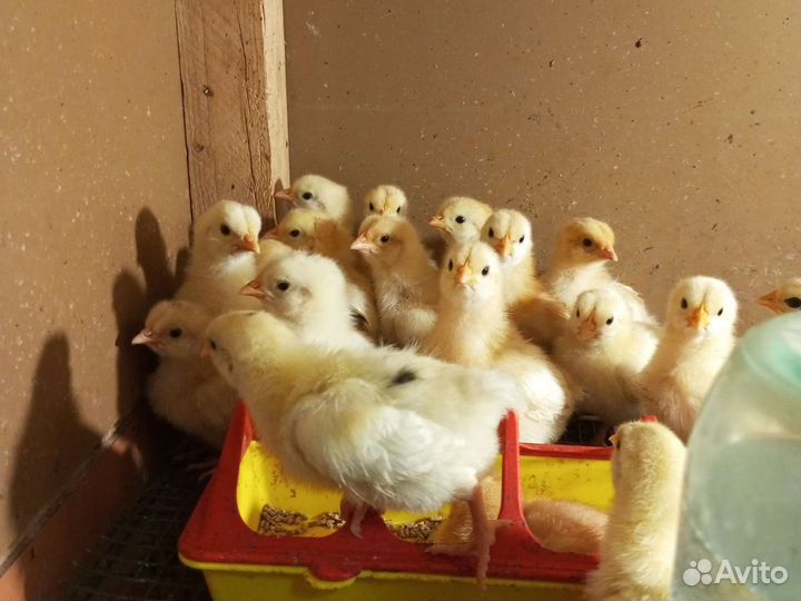 Цыплята несушки