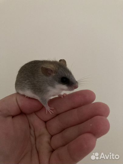 Акациевая крыса толломис