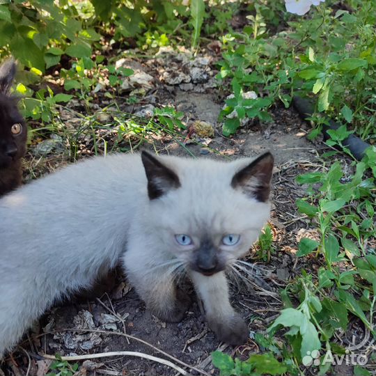 Отдам в добрые руки