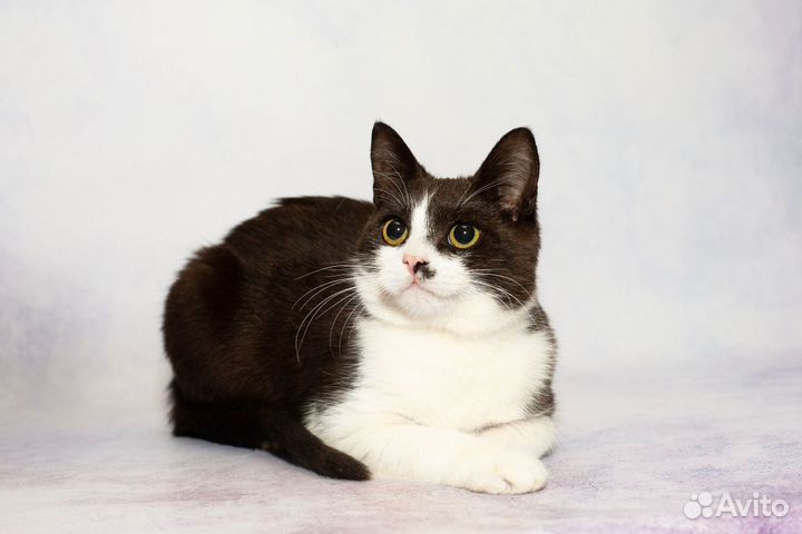 Котик в добрые руки