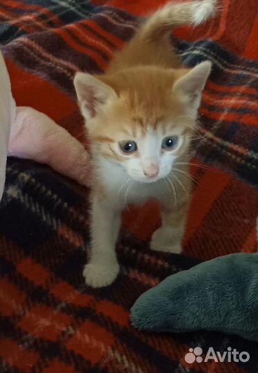 Разыскивается хозяин - добрый и отзывчивый