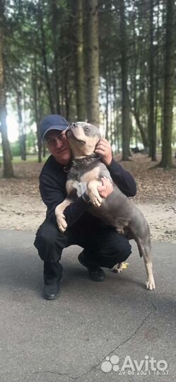 Дрессировка собак кинолог