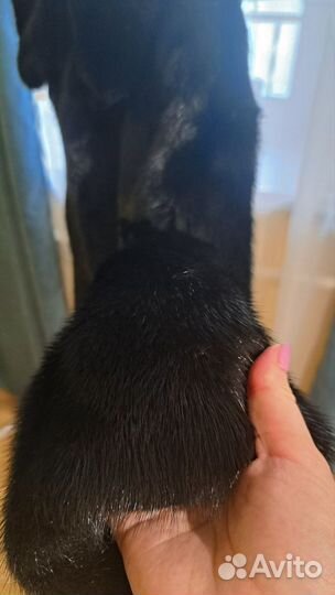 Продам норковую шубку
