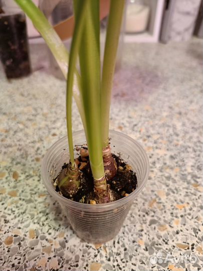 Гиппеаструм