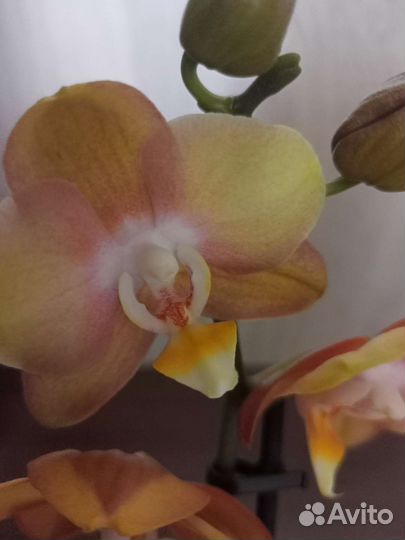 Орхидея фаленопсис
