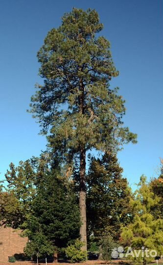 Саженцы сосны жёлтой (орегонской), трехлетки, зкс