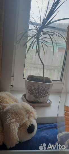 Комнатные цветы