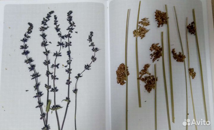 Сухоцветы, гербарий, засушенные цветы