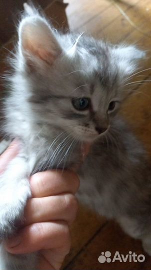 Котята в добрые руки бесплатно