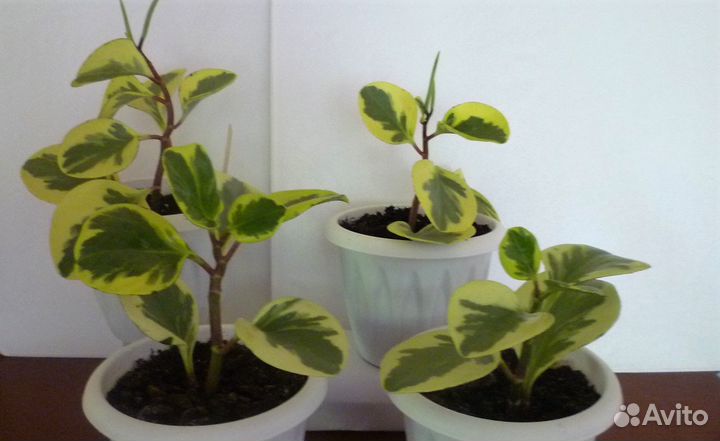 Пеперомия туполистная peperomia obtusifolia golden