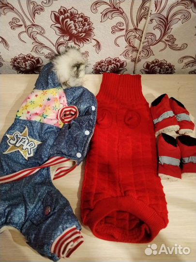 Одежда для собак мелких пород