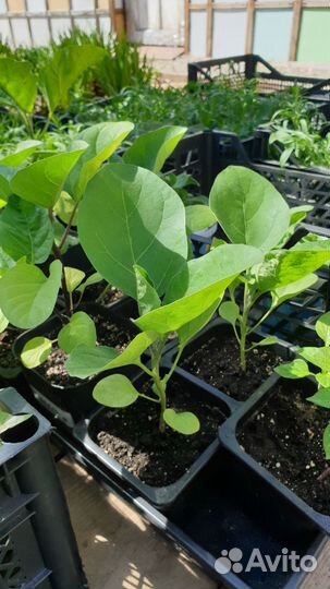 Рассада перцев, огурцов, капусты