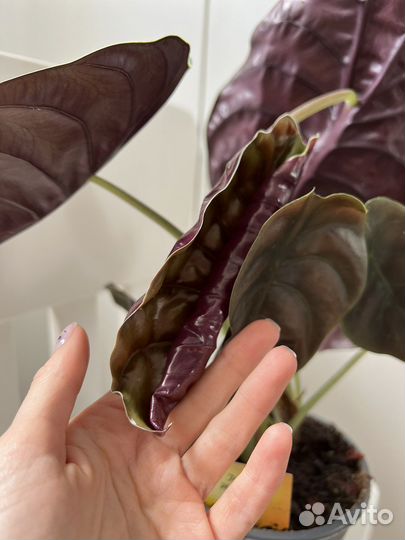 Алоказия ред секрет