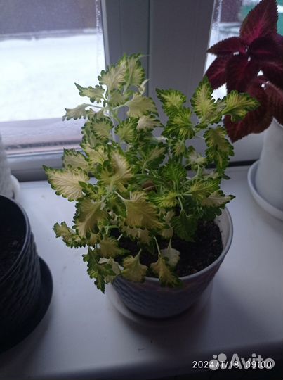 Цветы Колеусы