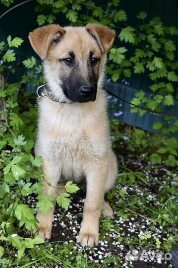 Щенок мальчик Оскар 3,5 мес