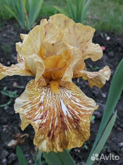 Ирисы бородатые