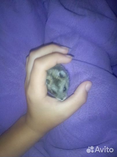 Очень милые и ручные джунгарзские хомяки