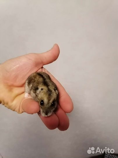 Джунгарский хомяк