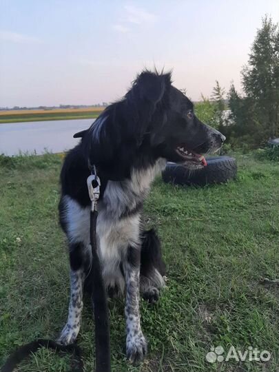 Зоогостиница