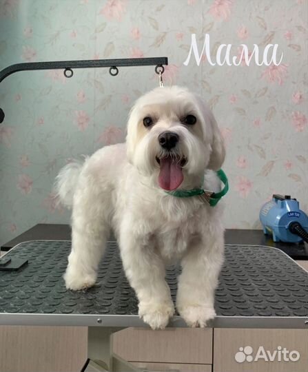 Щенки мальтийской болонки