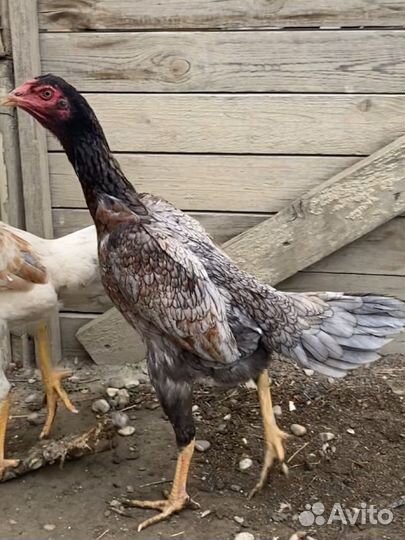 Бойцовая курица