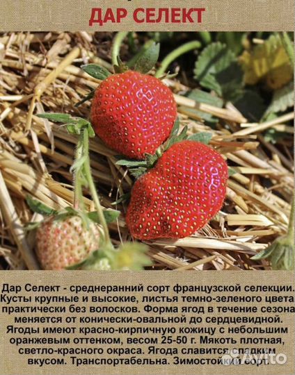 Клубника саженцы с экс