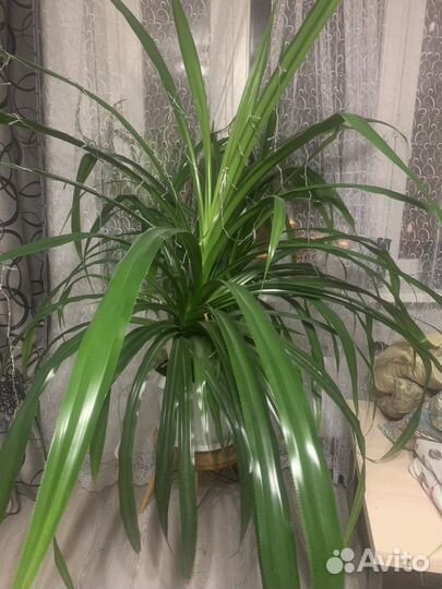 Пальма панданус