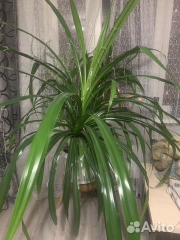 Пальма панданус