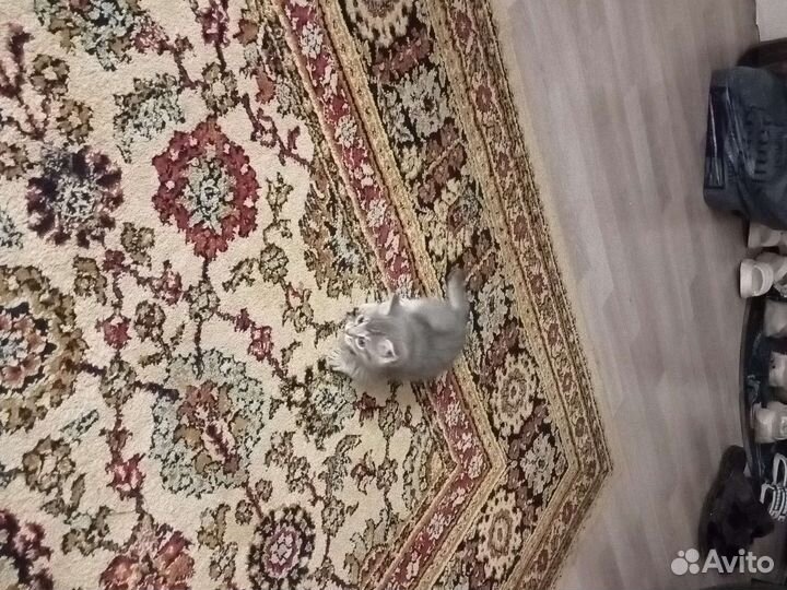 Кошка