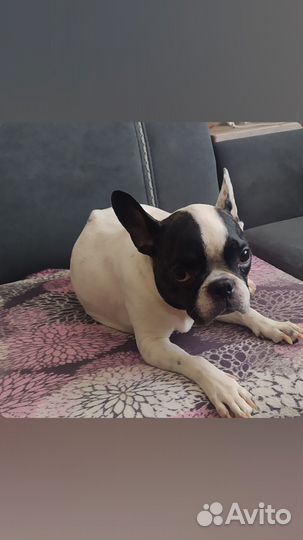 Собаки щенки французский бульдог