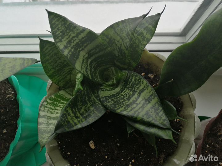 Сансевиерия Ханни / Зейланика без горшка