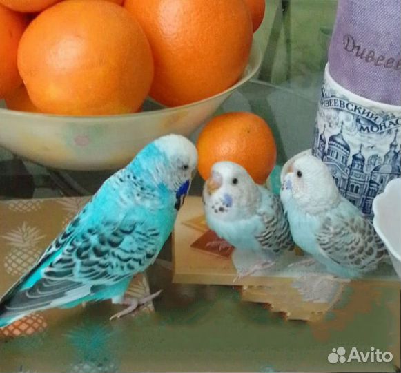 Птенцы волнистый попугай