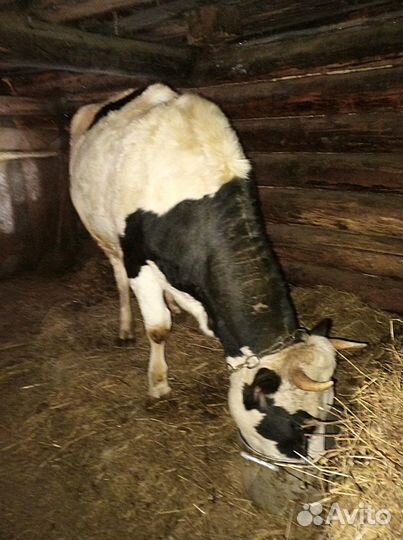 Корова телка