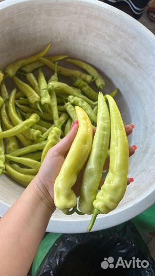 Перец цицак