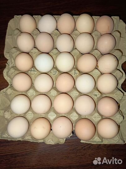 Ливенская ситцевая, Амераукана инкубационное яйцо