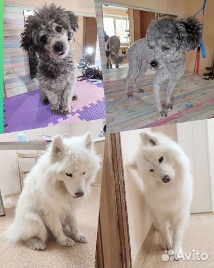 Груминг (стрижка и уход за собаками)