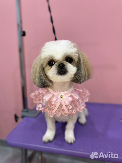 Стрижка собак, профессиональный груминг