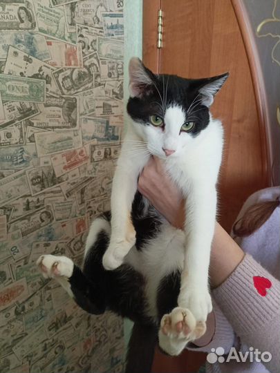 Котик в добрые руки