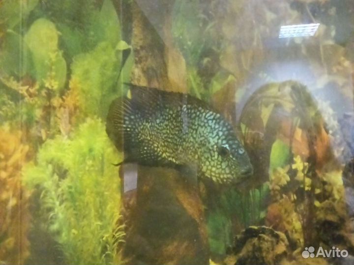Большой аквариум 300 литров + взрослая цихлида