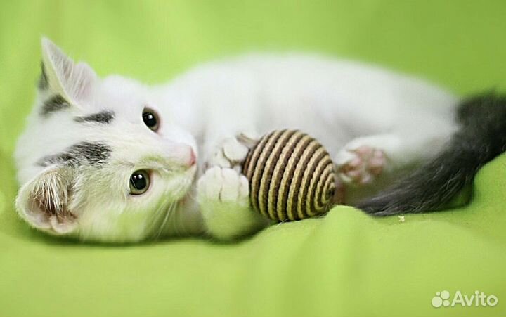 Беленький котенок девочка в дар