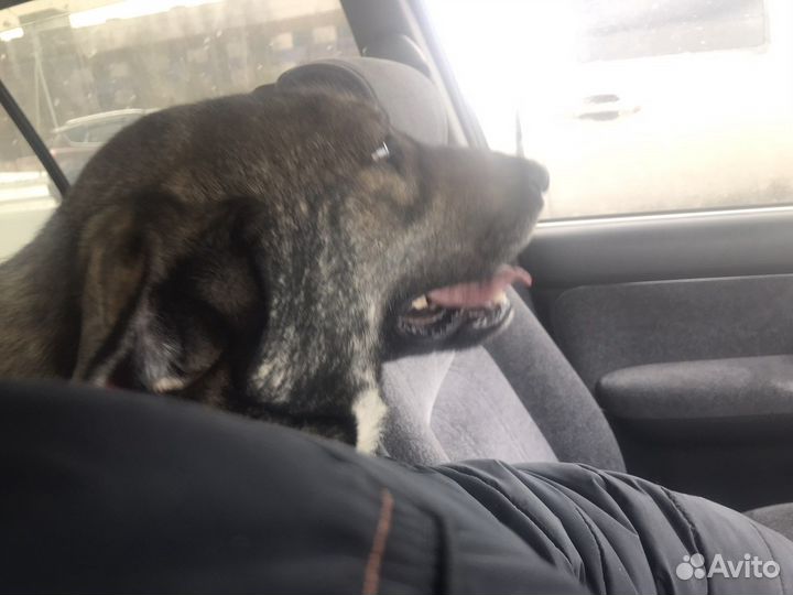 Стерилизованная собака